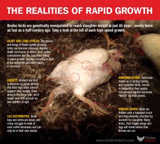 chicken-industry-info-graphic1